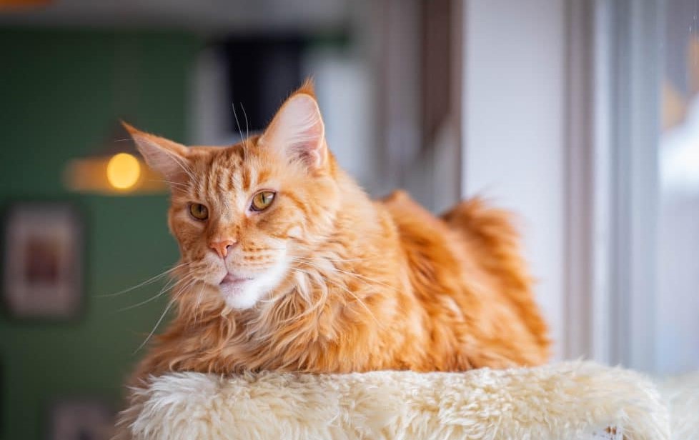 Maine Coon cat showcasing its distinct characteristics