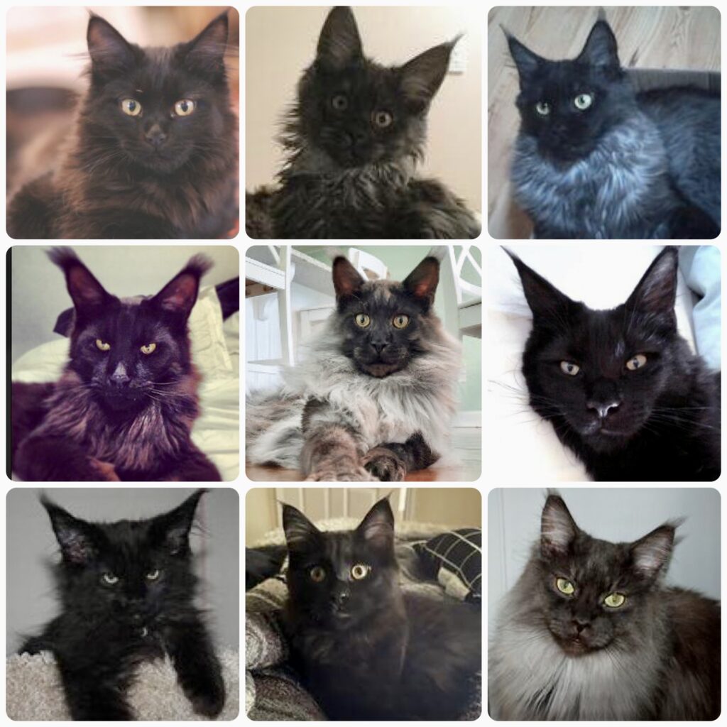 Beautiful Black Maine Coon Cats!