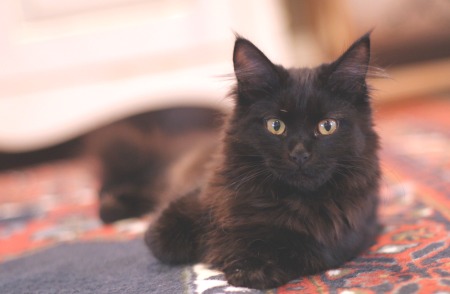 Alice as a young Black Maine Coon Cat