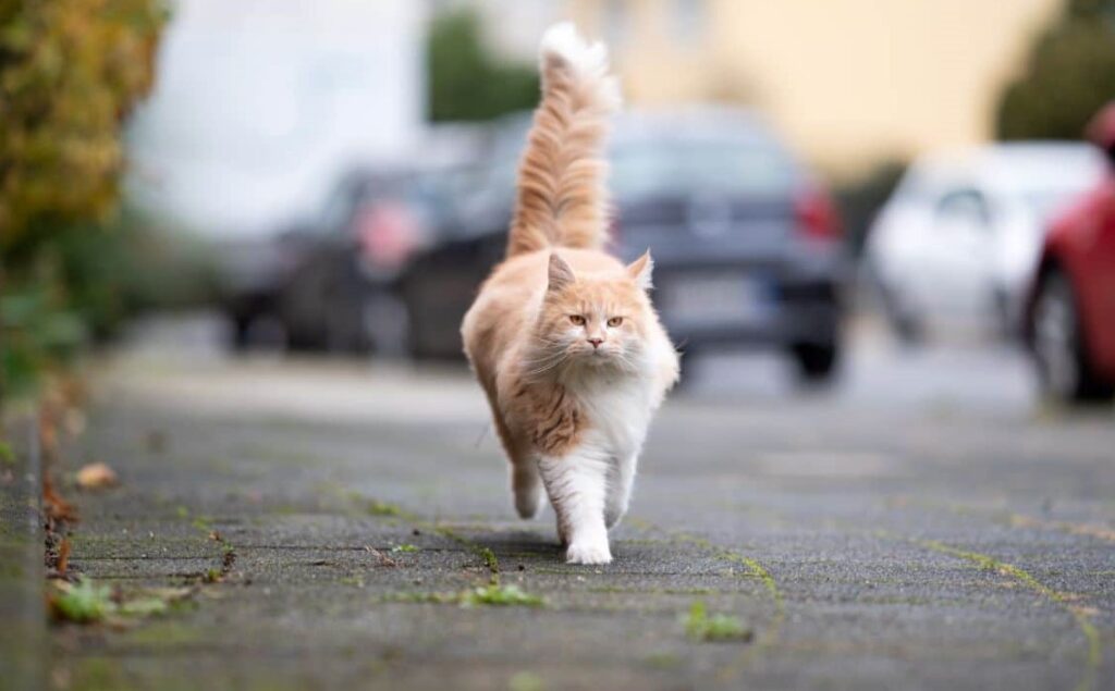 A beautiful white-ginger maine coon walking on a pavement.