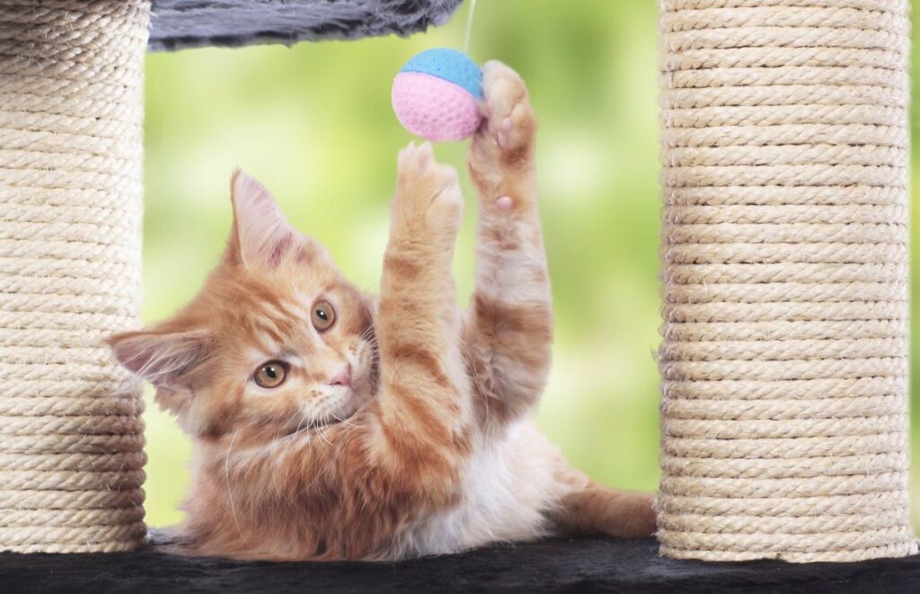 A ginger maine coon kitten playing with a ball on a cat tree.