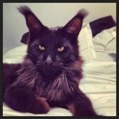 Stunning Black Maine Coon Cat in a playful pose.