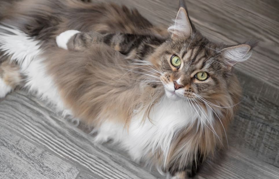 Maine Coon cat displaying its characteristic features such as tufted ears, bushy tail, and large size.