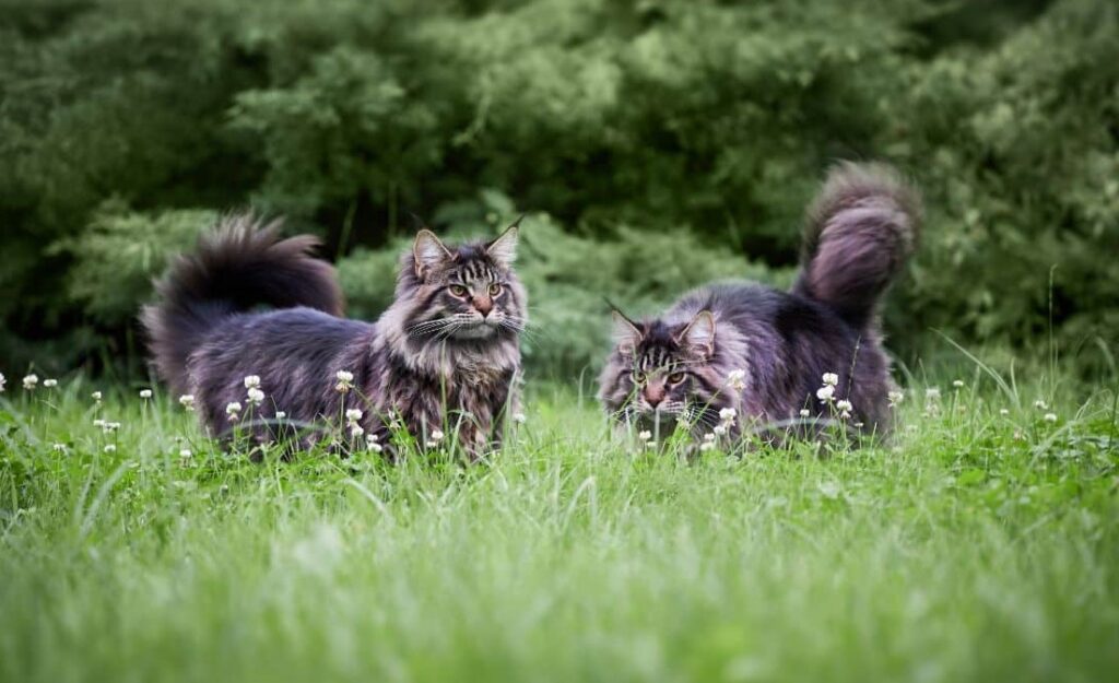 Two big fluffy gray maine coon cats in a backyard.