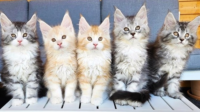 Maine Coon Cat Breeders