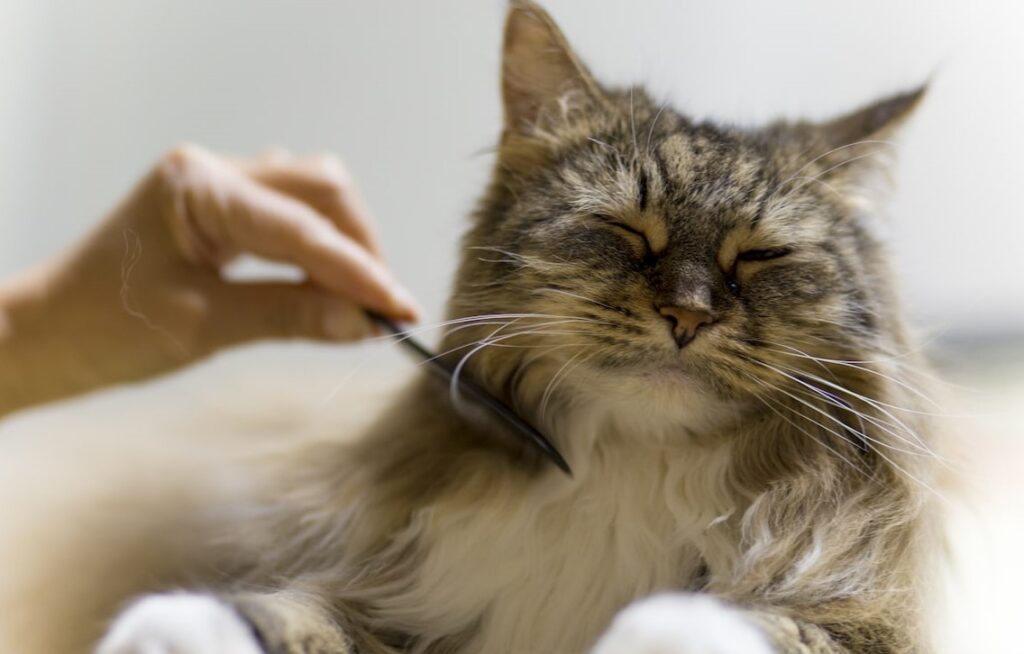 Best Maine Coon Grooming Tools