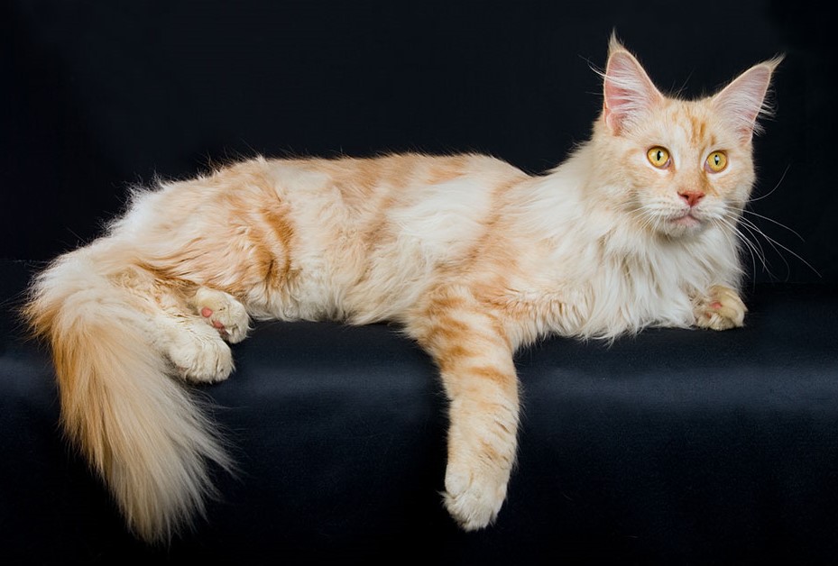 Caring for Maine Coons