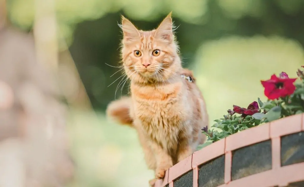 Maine Coon cat displaying dog-like behavior