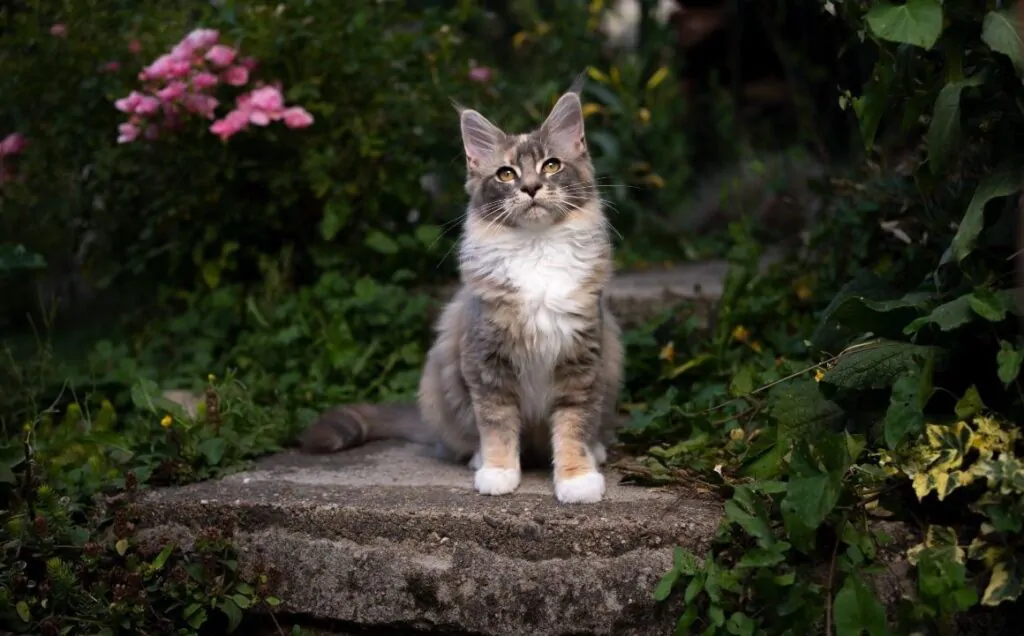 A beautiful calico maine coon sitting on a concrete pavement.