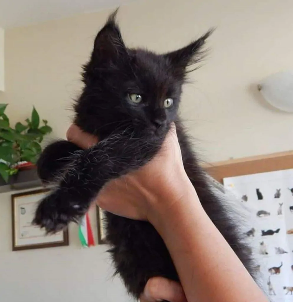 Hands holding a cute black maine coon kitten in the air.