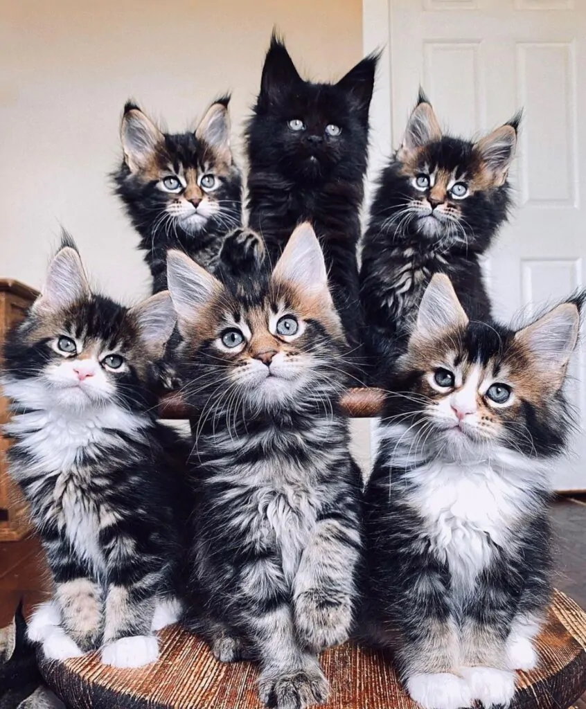 A litter of maine coon kittens on a small table.