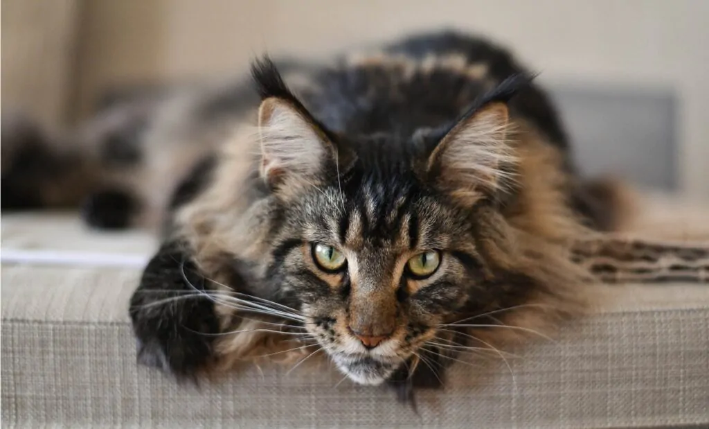 Maine Coon cat cost