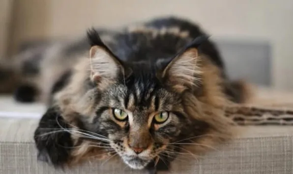 Maine Coon Lifespan