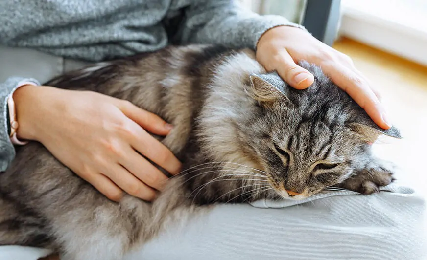 Understanding Maine Coon Lifespan