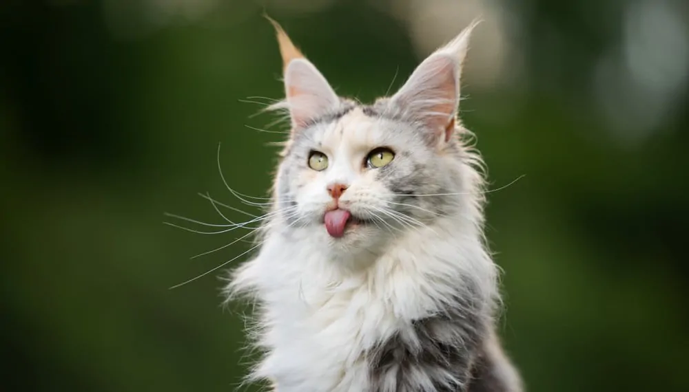 Maine Coon Traits and Characteristics